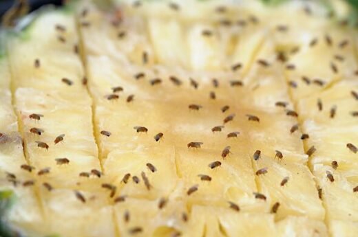 Keep fruit flies out of the kitchen by sprinkling 89p ingredient around bins