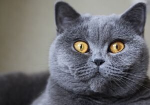Seven cat breeds that suffer most from separation anxiety and being left alone
