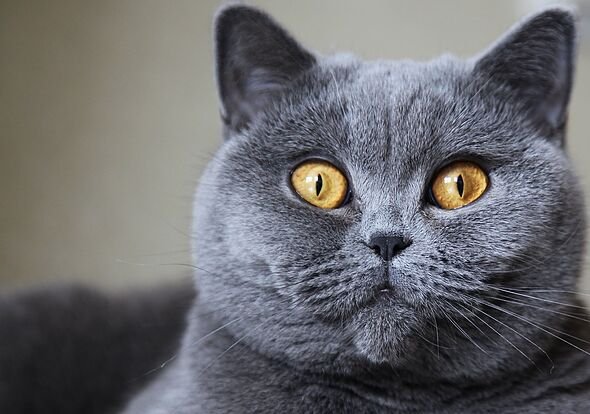 Seven cat breeds that suffer most from separation anxiety and being left alone