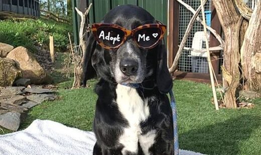Dog spends 1,036 days in kennels watching others leave for happy homes