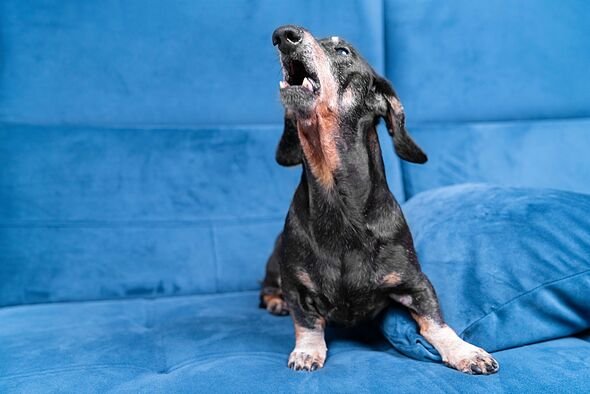 Dog owners warned ‘welcome home’ habit could cost them £1,850 fine