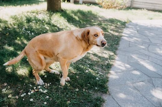 'I got revenge on entitled neighbour who lets dog poo on my garden'