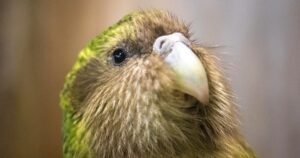 Endangered kakapo parrot population reaches 325 in New Zealand after record baby boom