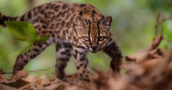 New wild cat species is identified for first time in 100 years, researchers say