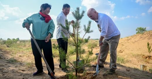 How an American teacher’s $5,000 donation helped turn a Chinese desert into a lush, green forest