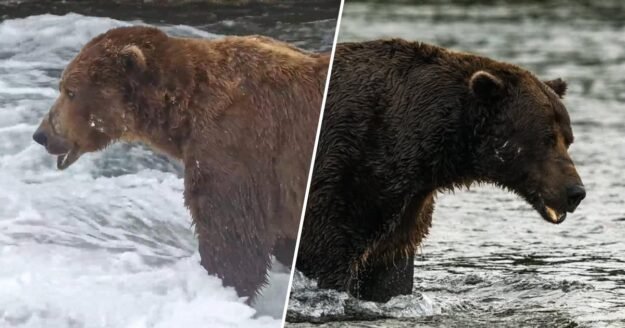 Fat Bear Week 2026 is here: Meet Chunk, Bucky and other contenders