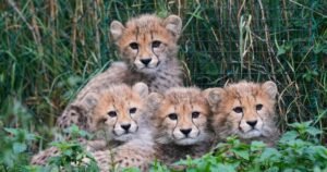 Cheetah cubs survive powerful storms, mother’s illness at Prague Zoo, but curator warns “it’s still a long run”