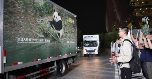 New giant pandas from China arrive in Atlanta zoo