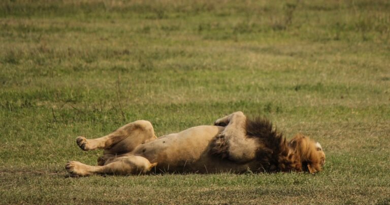 Suspected poisoning kills 10 lions at wildlife reserve in Tanzania