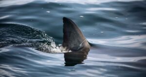 Shark attacks, seriously injures surfer at popular beach in Australia