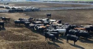 American farmers sell herds over high costs