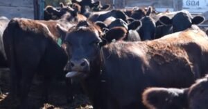 Beef prices hit record highs with cattle herds at historic lows