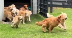 Camp Goldie features 13 golden retrievers: “Unless you’re allergic to fur, what’s not to like?”