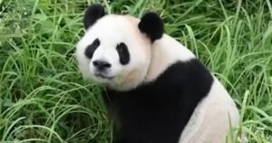Giant pandas settle into Zoo Atlanta home after journey from China