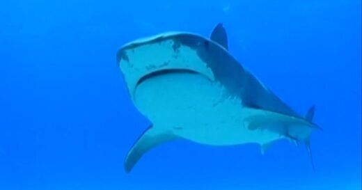 Swimmer killed in shark attack in front of horrified beachgoers in Australia: “I could see a pool of blood”