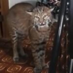 Police find bobcat in 93-year-old woman’s home near Seattle