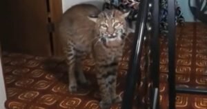 Police find bobcat in 93-year-old woman’s home near Seattle
