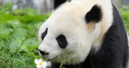 What to know about “panda diplomacy” as China sends 2 more furry friends to U.S.
