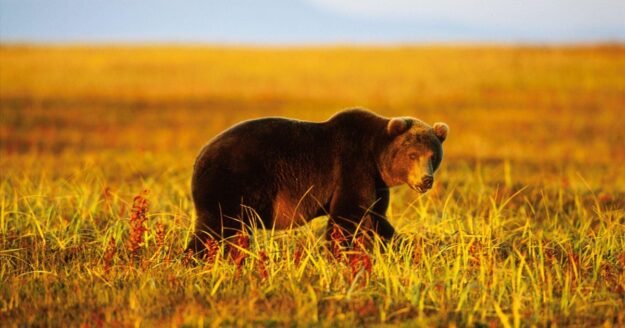 6 people killed in bear attacks in Siberia, as official warns one town is “under siege”