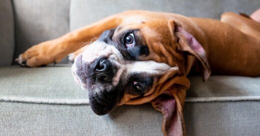Should you delay veterinary care because of cost?