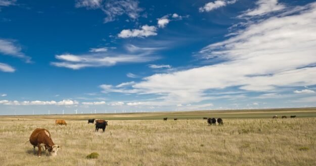 Wyoming ranchers struggling amid drought, higher costs and new pressures from beef imports