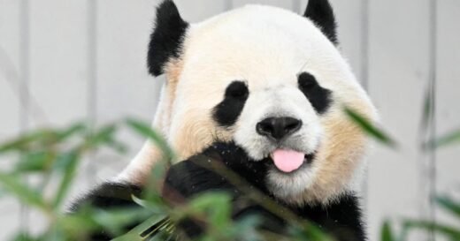 China’s Xi says they will send 2 giant pandas to Zoo Atlanta, calling them “envoy of friendship”