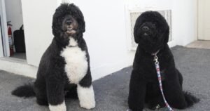 Obamas’ dog Sunny dies: “A cherished member of our family”