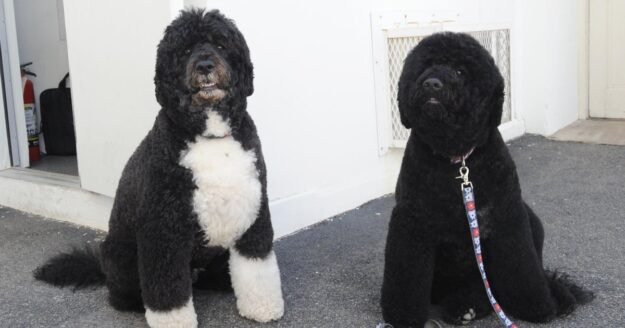 Obamas’ dog Sunny dies: “A cherished member of our family”