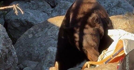 Grand Teton National Park forced to kill bear “because of poor decisions” made by human visitors
