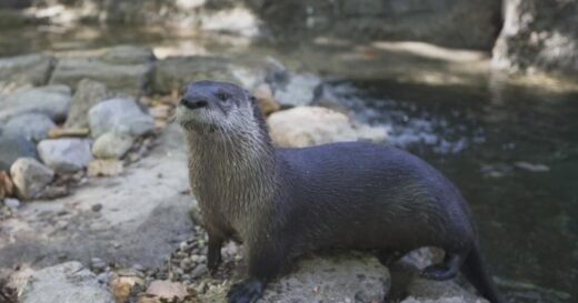 Woman attacked by otter while swimming in Lake Tahoe, receives nearly 40 stitches