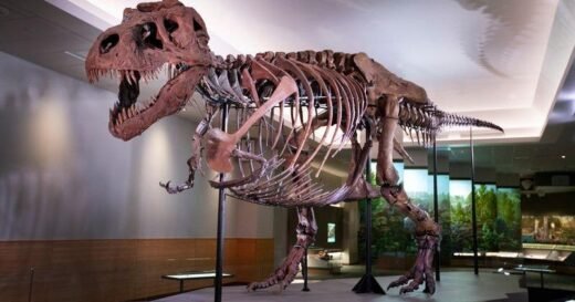 First-ever adult Tyrannosaurus rex trackway discovered in North Dakota badlands