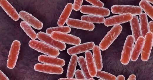 WHO seeks answers and clarity over plague lab death in Russia