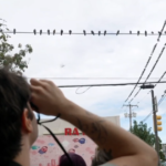 Why visitors are flocking to Philadelphia’s popular pigeon tour