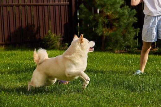 Warning for UK's 15 million dog owners as they're urged to do one thing after dark