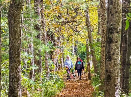 Warning to all dog owners going on walks this October