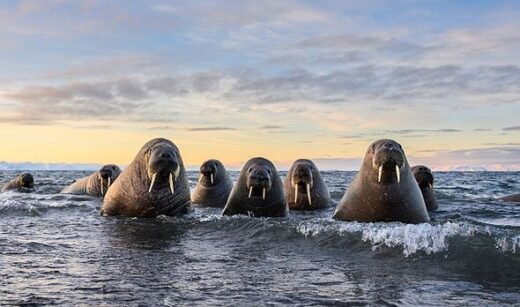 Finalists of Comedy Wildlife Awards 2026 revealed – 10 of the most hilarious photos