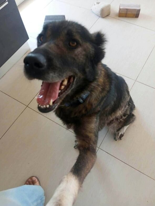 Bag of bones dog desperately needs new home after 6 years with no love