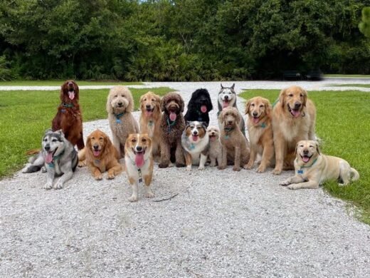 Vet confirms 5 dog breeds you must not keep as a pet
