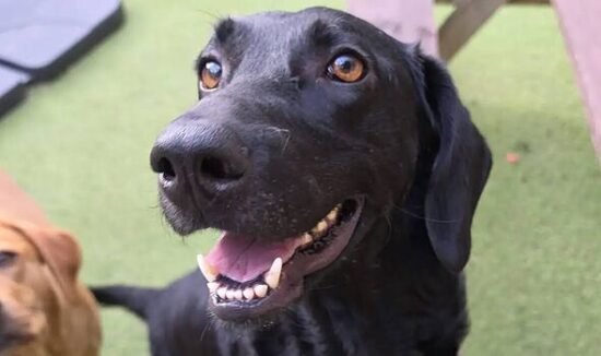 Dog with three legs desperately wanting home has been rejected by thousands