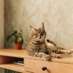 Vet lists 4 cat breeds he'd never own including British favourite