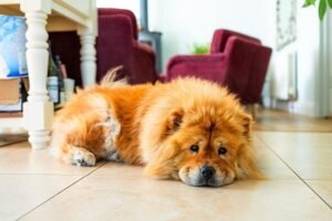 Three dog breeds that are the most expensive to own — costing up to £297 a year