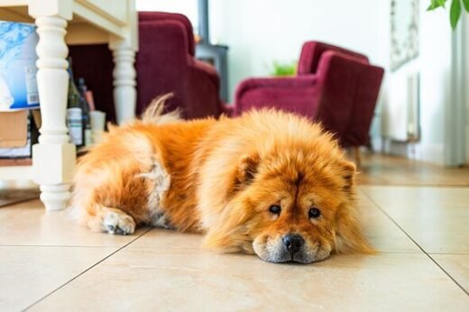 Three dog breeds that are the most expensive to own — costing up to £297 a year