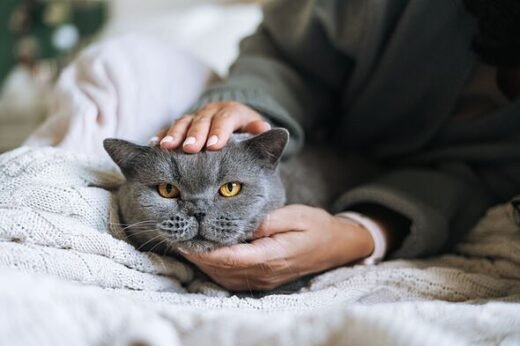 Vet warns cat owners 'never stroke your pet at night' if they wake you up