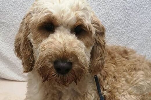 Rescue dog longs to be loved but she fears humans won't be kind