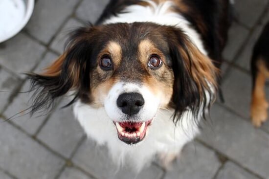 Canine expert says 'golden rule' can stop dogs barking – no shouting needed