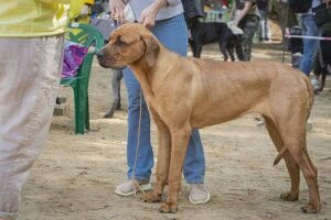 5 common dog breeds that are illegal to keep in the UK