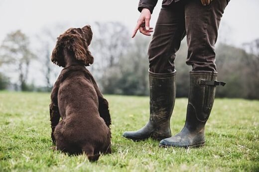 Dog trainer names 5 family-friendly breeds he'd trust around his grandchildren
