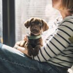 Dog trainer names 5 best breeds for families – not Labradors or golden retrievers