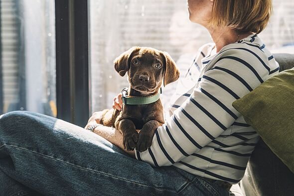 Dog trainer names 5 best breeds for families – not Labradors or golden retrievers