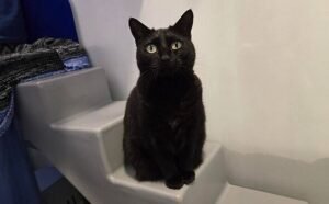 Black cat rejected by owners because he's 'unlucky' is looking for new family to love him